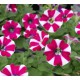 PETUNIAS RETOMBANTS à FLEURS MOYENNES bordeaux étoilé blanc special burgundy bicolore