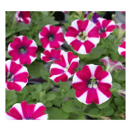 PETUNIAS RETOMBANTS à FLEURS MOYENNES bordeaux étoilé blanc special burgundy bicolore