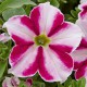 PETUNIAS RETOMBANTS à FLEURS MOYENNES bordeaux étoilé blanc special burgundy bicolore