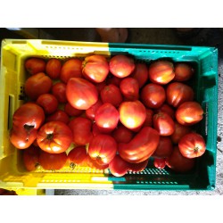 tomates coeur de boeuf véritable
