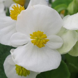 BEGONIA FEUILLE VERTE  fleurs  blanches