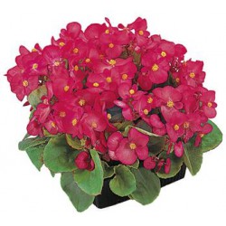 BEGONIA FEUILLE VERTE  fleurs ROSES FONCE