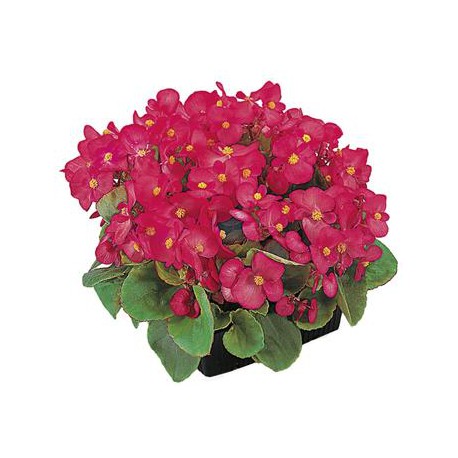BEGONIA FEUILLE VERTE  fleurs ROSES FONCE