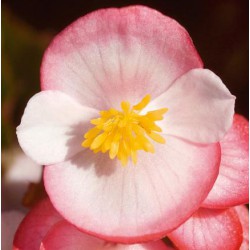 BEGONIA FEUILLE VERTE  fleurs  bicolore rose et blanc