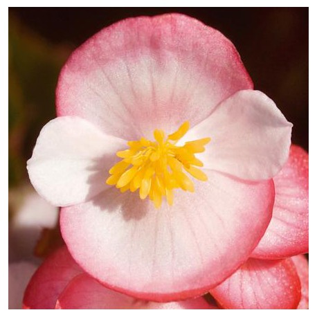 BEGONIA FEUILLE VERTE  fleurs  bicolore rose et blanc