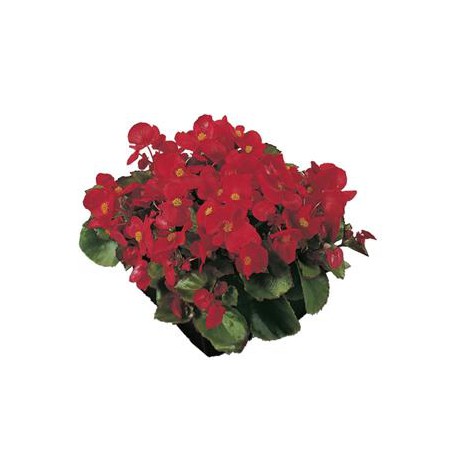 BEGONIA FEUILLE VERTE  fleurs  rouges