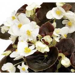 BEGONIA FEUILLE BRONZEE fleurs  blanches
