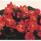 BEGONIA FEUILLE BRONZEE fleurs rouges