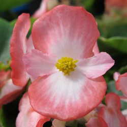 BEGONIA FEUILLE BRONZEE fleurs rouges et blanches