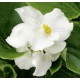 BEGONIA GROSSE FLEUR  fleurs blanches