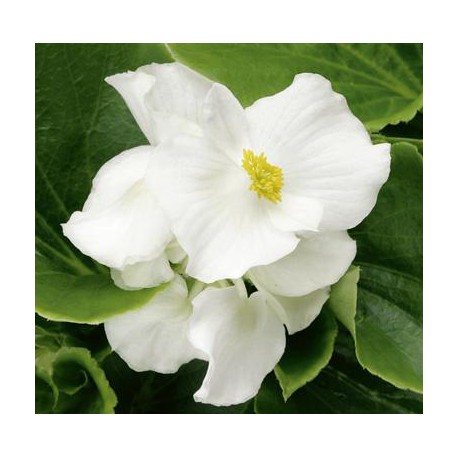 BEGONIA GROSSE FLEUR  fleurs blanches