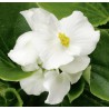 BEGONIA GROSSE FLEUR  fleurs blanches