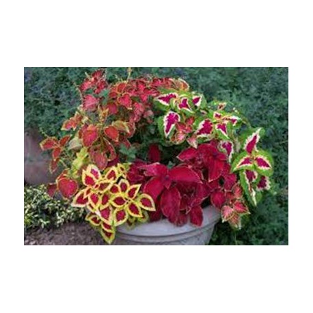 COLEUS couleur varié