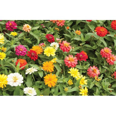 ZINNIA profusion  à  fleurs doubles - couleur variée