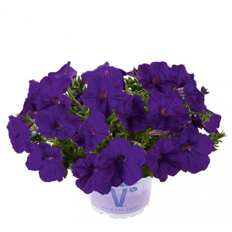 PETUNIAS RETOMBANTS à FLEURS MOYENNES
