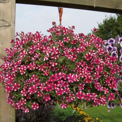 PETUNIAS RETOMBANTS à FLEURS MOYENNES bordeaux étoilé blanc special burgundy bicolore