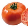 Tomate BALI