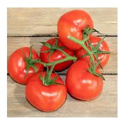 Tomate GRAPPE PREMIO