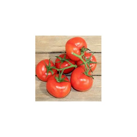 Tomate GRAPPE PREMIO