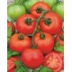 Tomate variété PYROS