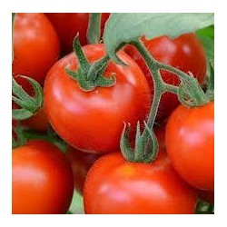 Tomate variété FANDANGO