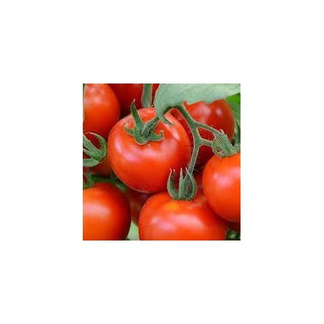 Tomate variété FANDANGO