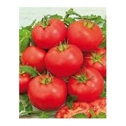 Tomate variété MONTFAVET