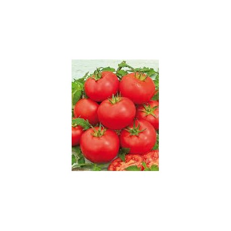 Tomate variété MONTFAVET