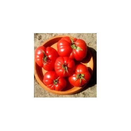 Tomate variété SAINT-PIERRE