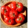 Tomate variété SAINT-PIERRE