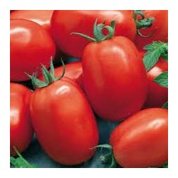 Tomate variété ROMA
