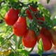 Tomate variété POIRE ROUGE