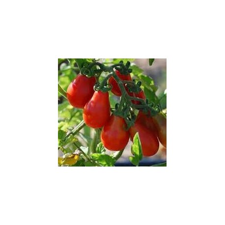 Tomate variété POIRE ROUGE