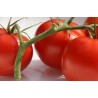 Tomate ronde variété PAOLA