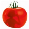Tomate ronde variété FANTASIO