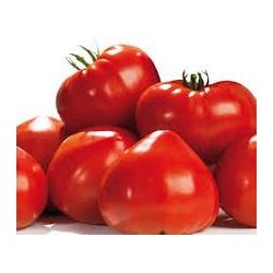 Tomate type cœur de boeuf variété GOURMANDIA