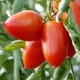 Tomate allongée variété COLIBRI