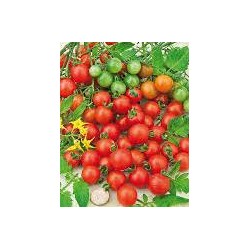 Tomate cerise variété SWEET BABY