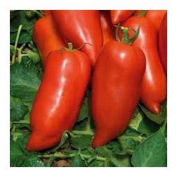 Tomate type andine cornue variété CORNABEL