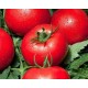 Tomate ronde variété COBRA