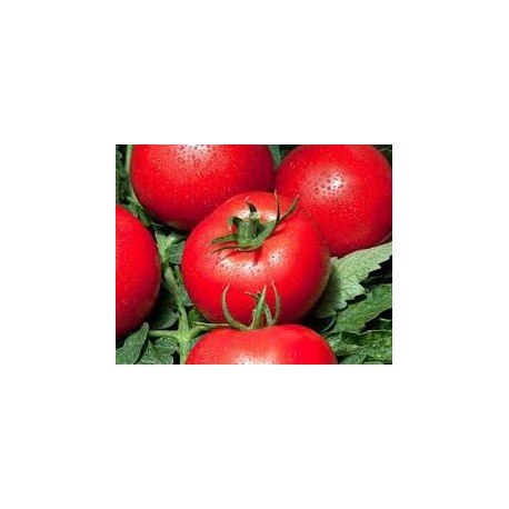 Tomate ronde variété COBRA