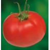 Tomate ronde variété MAESTRIA