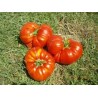 Tomate cotelée variété RUSSE ROUGE