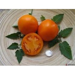  Tomate variété ORANGE QUEEN