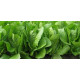 salade Romaine