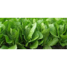 salade Romaine
