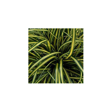 Carex everoro vert et jaune
