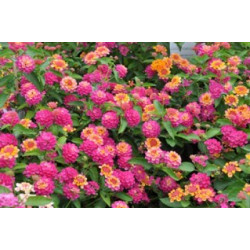 LANTANA evita ROSE