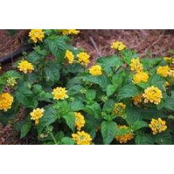 lantana evita jaune