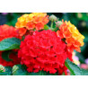 lantana evita rouge